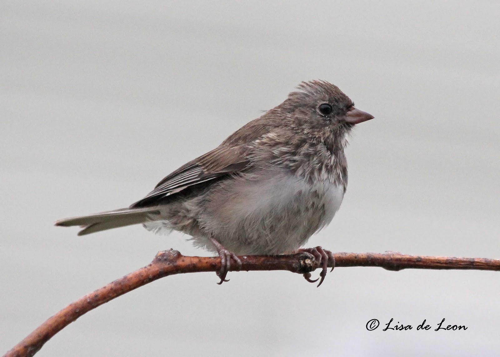 birding with lisa de leon dark eyed junco juvenile birding with lisa de leon dark eyed junco juvenile