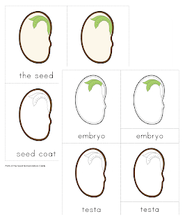 The Helpful Garden: Parts of the Seed Nomenclature Cards and Little Booklet