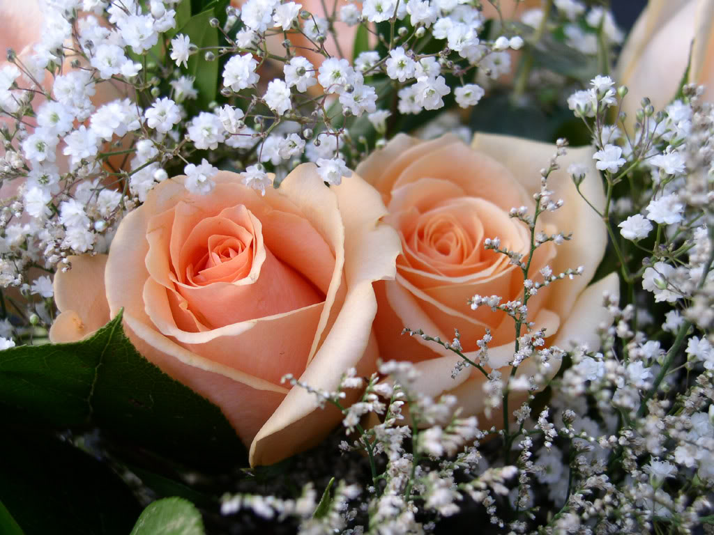 Imagens Gratis : Imagens de Flores Variadas