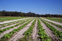 Beasley Farms of Brooksville