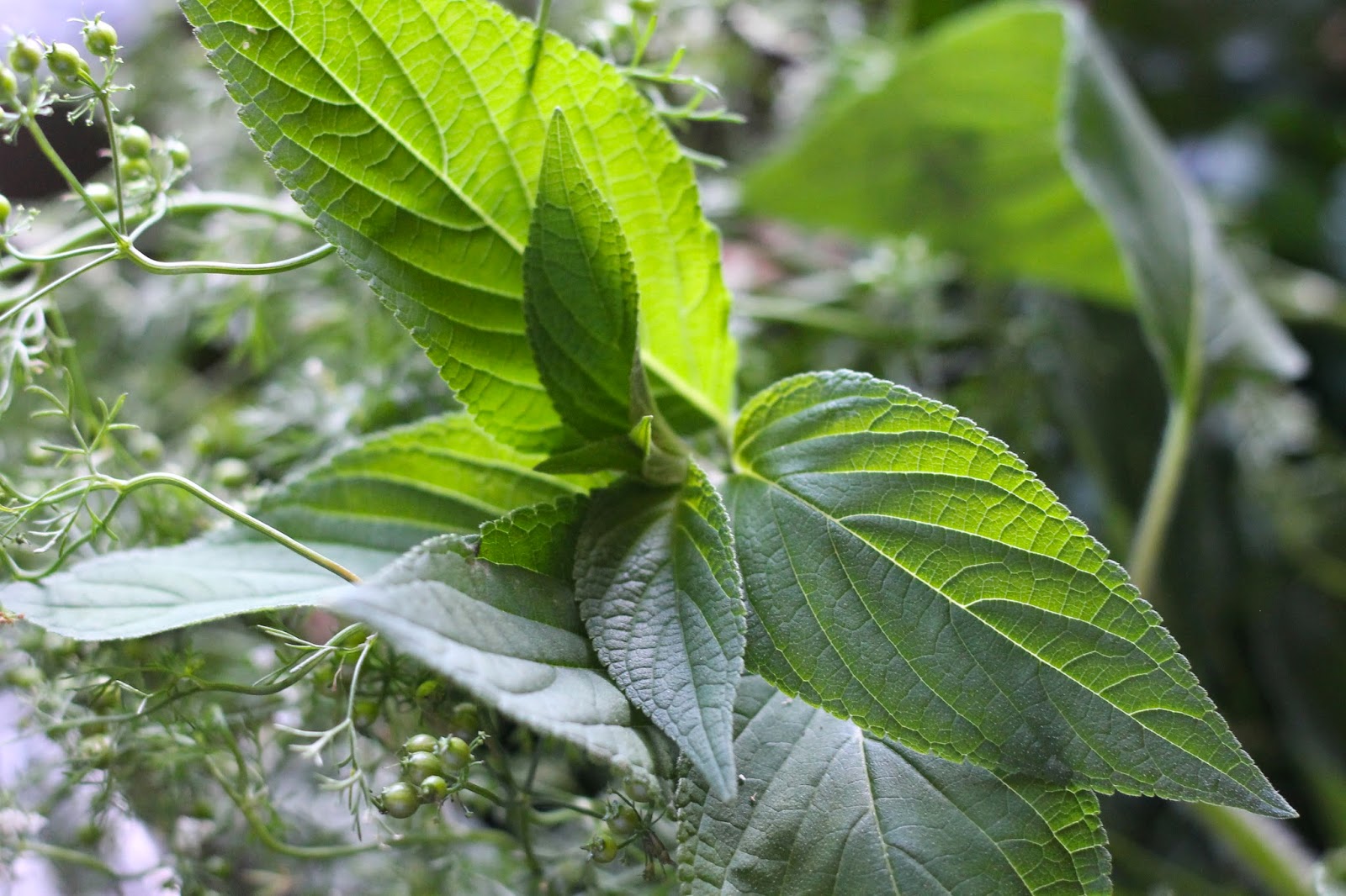 Where Your Treasure Is Drying and Preserving Herbs