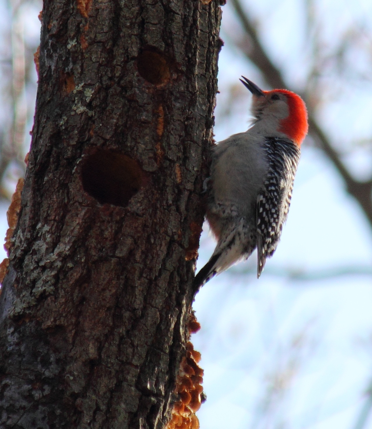 Virginia Life Woodpeckers Everywhere!