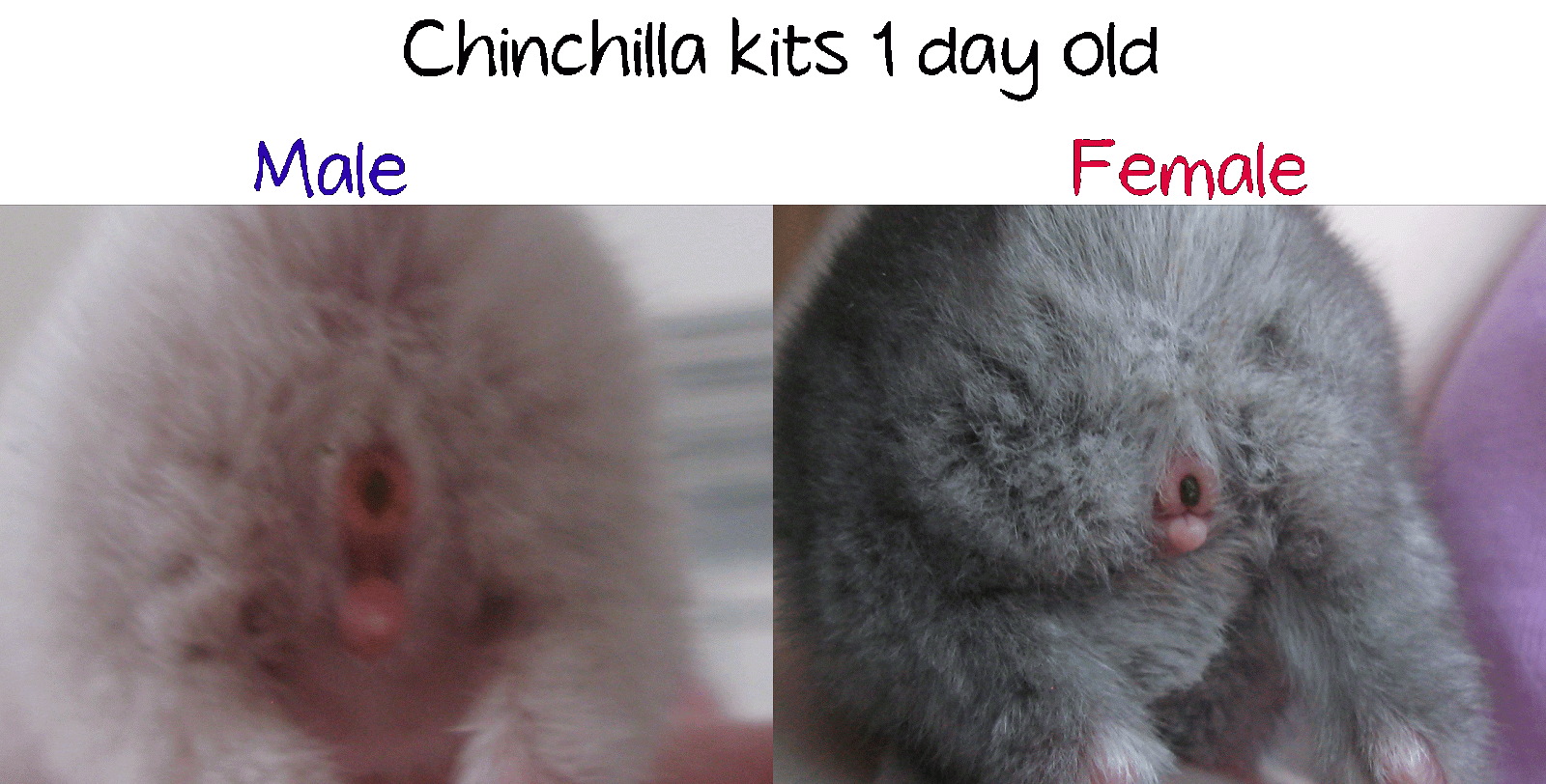 chinchilla men Chinchillaen (latin: chinchilla lanigera) chinchillaen er overvejende nataktiv, men kan dog ses siddende fremme i det tidlige morgenlys, og i den sene aftensol. chinchilla men Chinchillaen (latin: chinchilla lanigera) chinchillaen er overvejende nataktiv, men kan dog ses siddende fremme i det tidlige morgenlys, og i den sene aftensol.