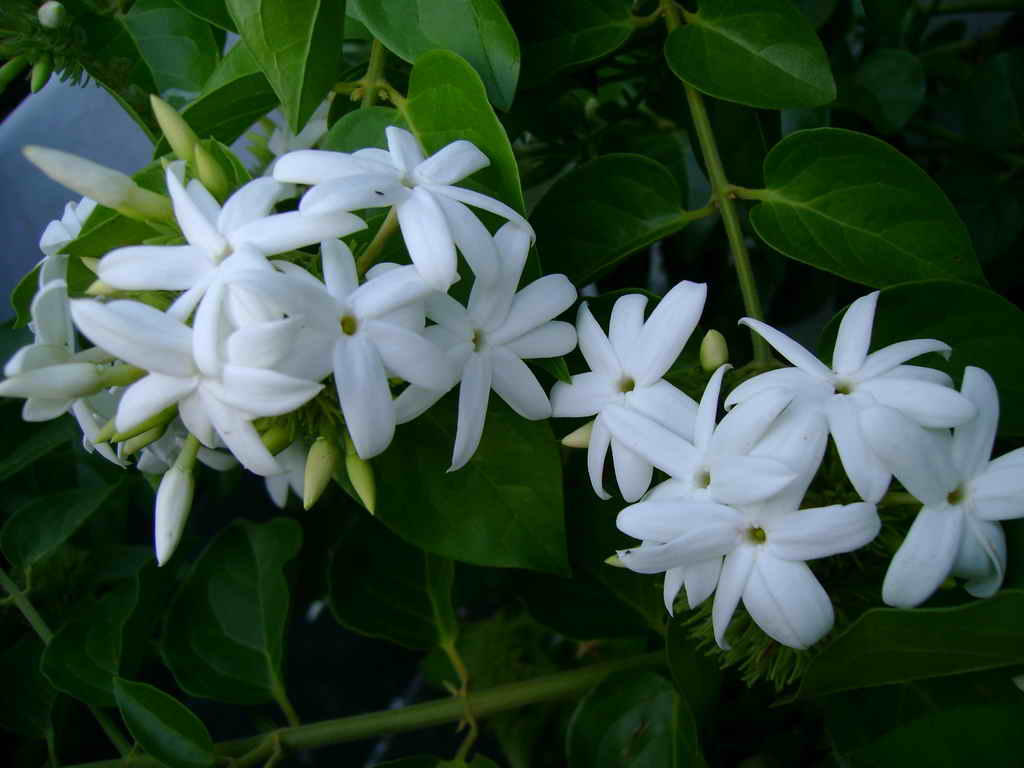 BAYINDIRÇİÇEKDİYARI YASEMİN ÇİÇEĞİ (Jasminum nudiflorum)