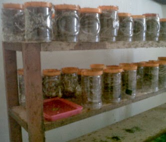 Raja Kroto Bagus Budidaya Kroto Ternak Kroto Peluang Usaha Budidaya Kroto Rumahan