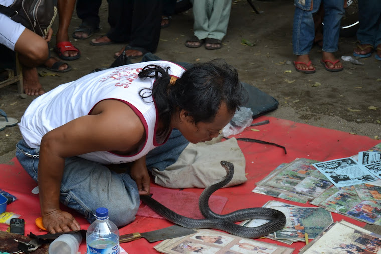 De drepte kobraslanger foran øynene på oss. En delikatesse i Indonesia! Skummelt, men moro å se!