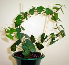  نباتات منزلية تساعد على تنقية الهواء من التلوث English+Ivy