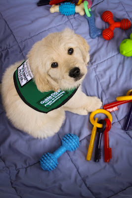 Golden Retrievier puppy in a green coat, sitting on a blanket and surrounded by toys