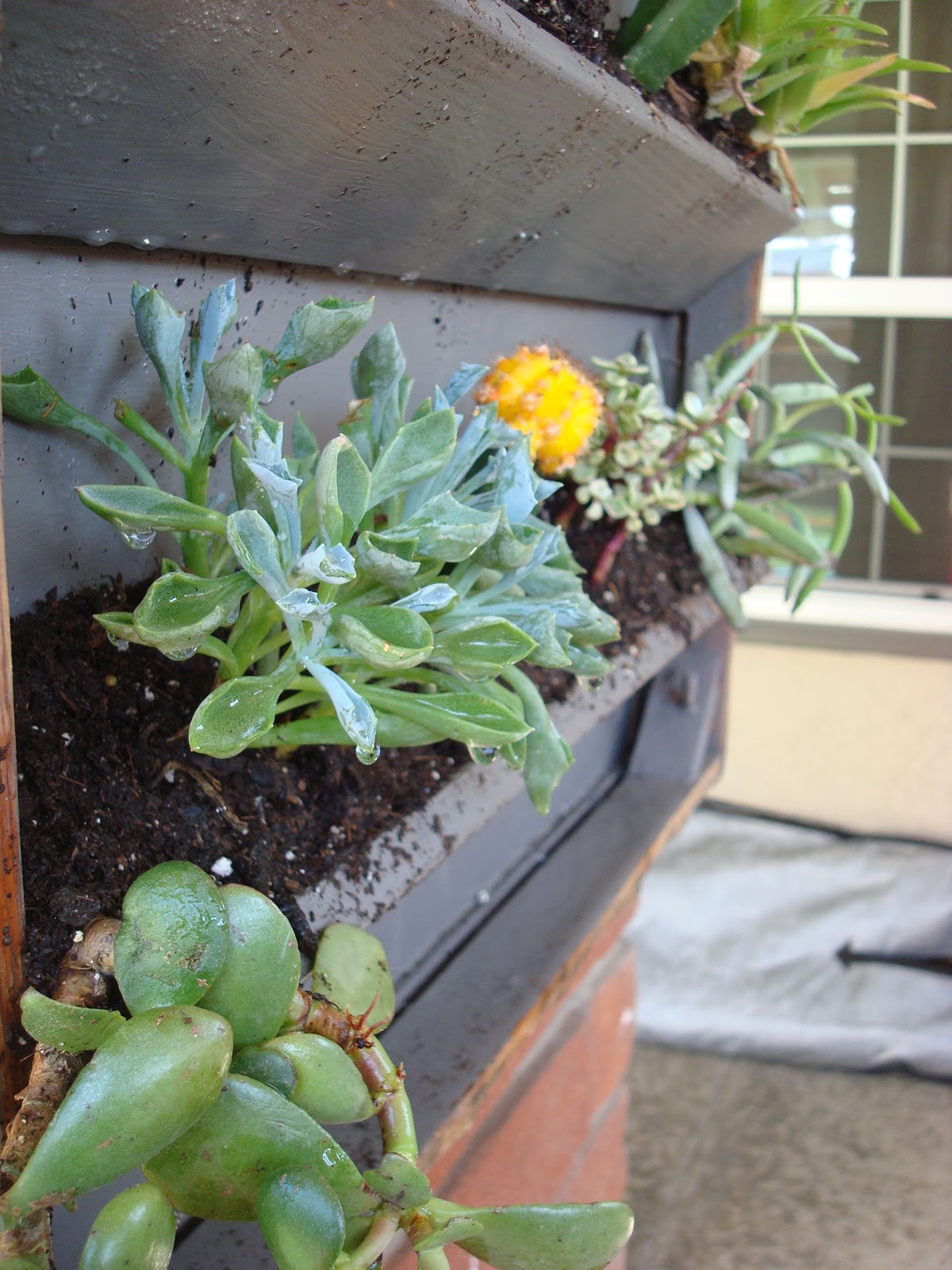 Dishing Up Design A "Succulent" Coffee Table