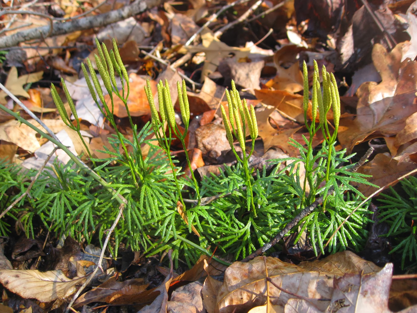 Capital Naturalist by Alonso Abugattas Common Runningcedar