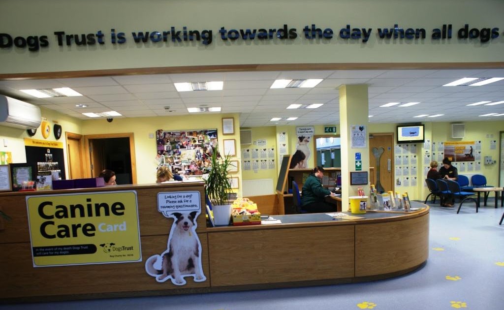Dogs Trust Ireland A Tour of Dogs Trust Dublin's Rehoming Centre