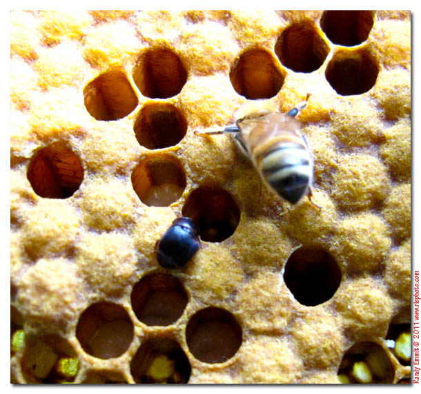 Randy & Meg's Garden Paradise: Hive Inspection Late August