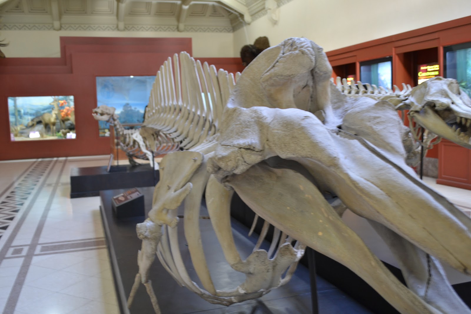 MisteriosaBsAs Museo de Ciencias Naturales / Natural History Museum