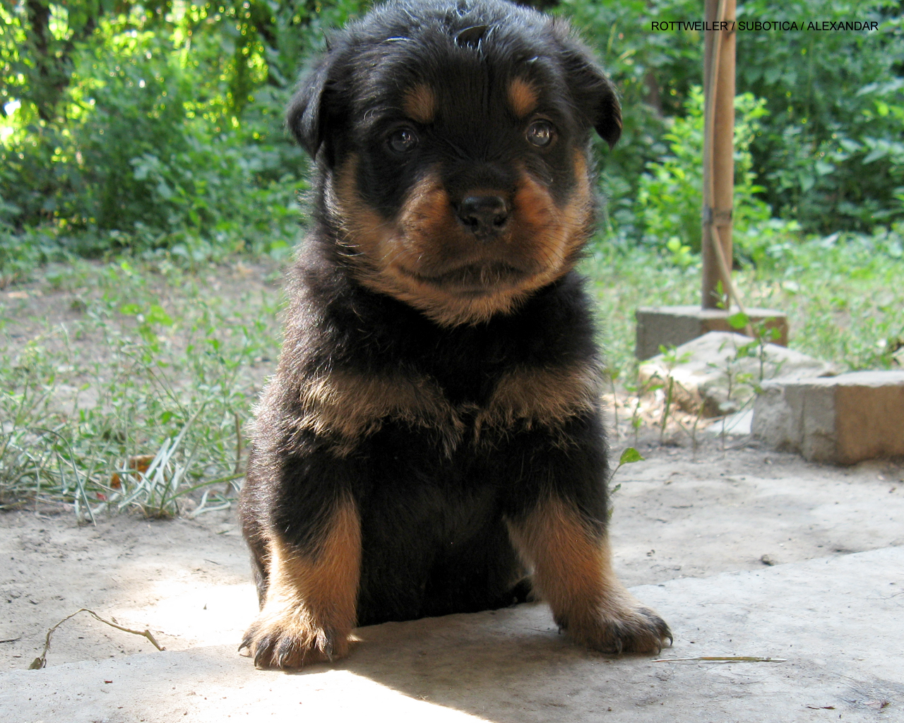 haired rottweiler puppies haired pug for breeds picture haired rottweiler puppies haired pug for breeds picture