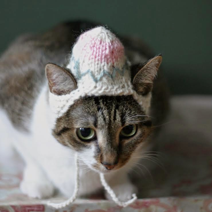 Cats in Hats Book Review and Blog Hop