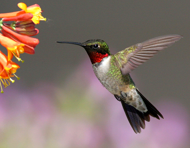 Bellas Aves de El Salvador Archilochus colubris (colibrí migratorio de