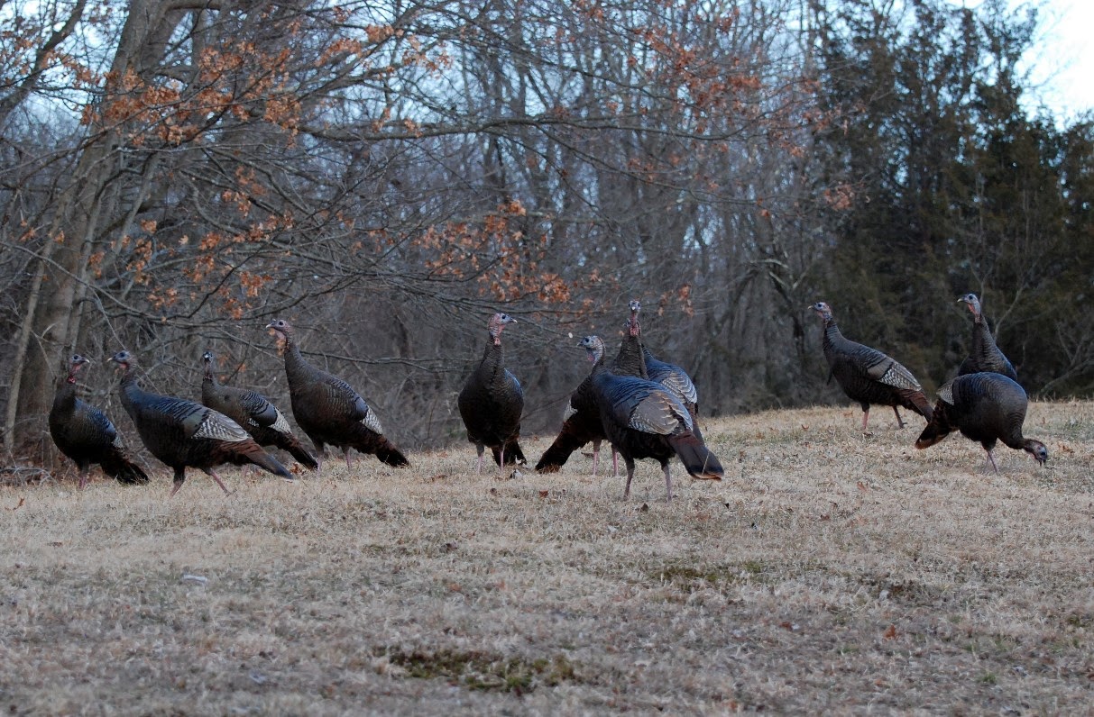 Birding Is Fun! Portrait of a Wild Turkey