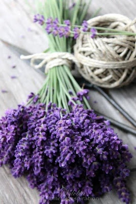 lavanda anudada