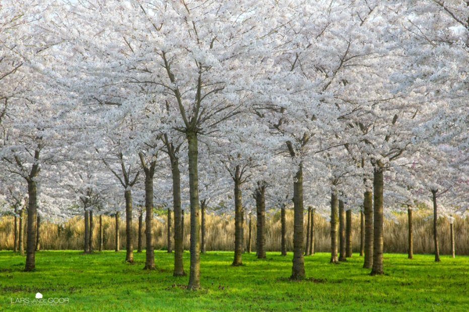 خلفيات اشجار طبيعية 2020 صور غابات طبيعية خضراء