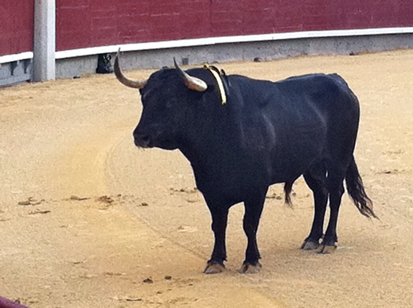 Bull Fighting Fighting Bull