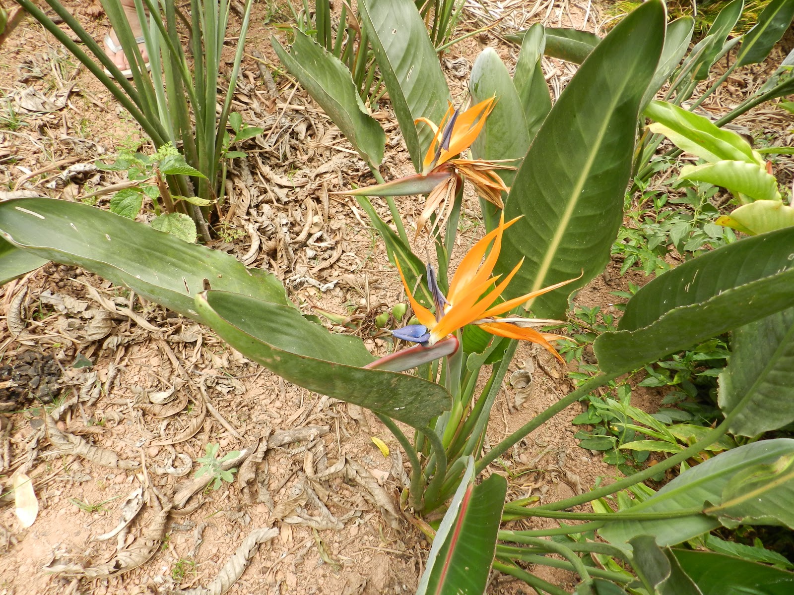 flores tropicais jardim:ESPÉCIES FLORIDAS flores tropicais jardim:ESPÉCIES FLORIDAS