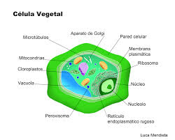 Célula Vegetal