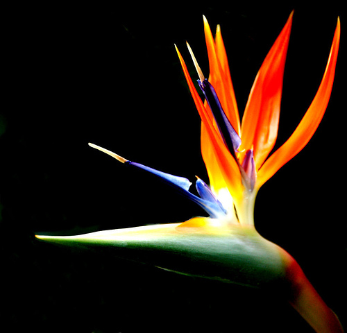 birds of paradise plant birds of paradise plant