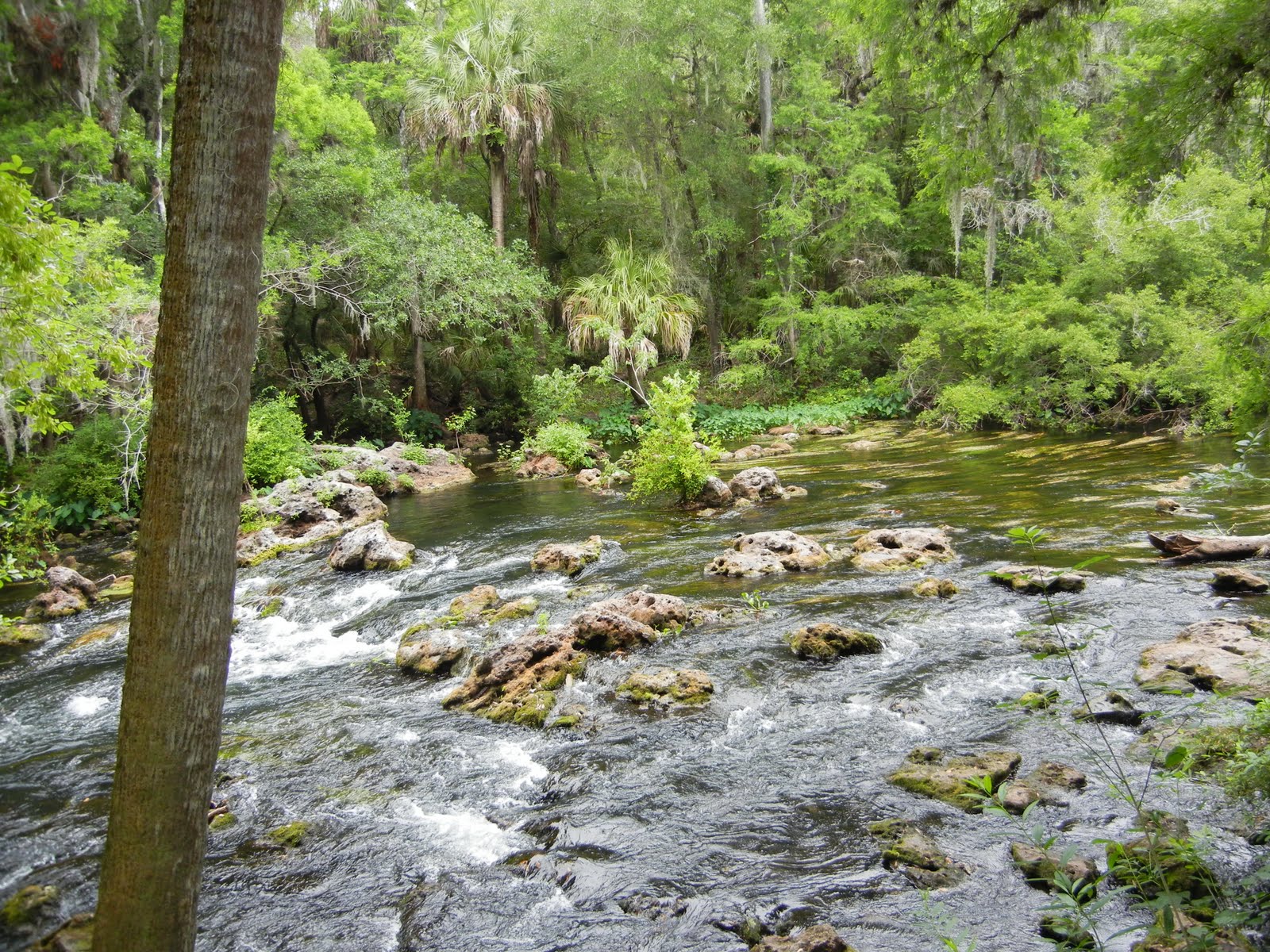Picture Perfect Hillsborough River State Park