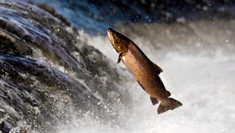 Ikan Salmon Sedang Terbang Melawan Arus Air Ikan Salmon Sedang Terbang Melawan Arus Air