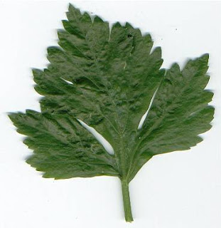 Celery Benefits of Celery
