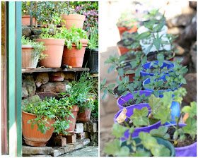 Growing herbs in pots and planters for easy use