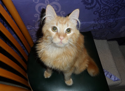Mika Orange Tabby Cat
