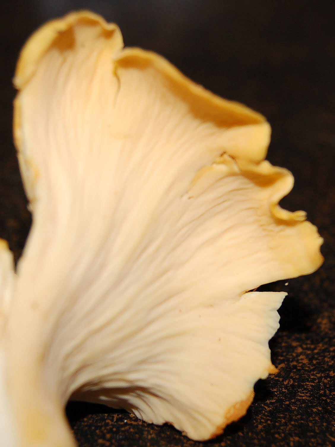 Chanterelle mushrooms, white, oyster mushrooms - step by step cooking recipes 77 Chanterelle mushrooms, white, oyster mushrooms - step by step cooking recipes 82