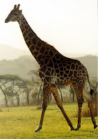 giraffe (mammal)