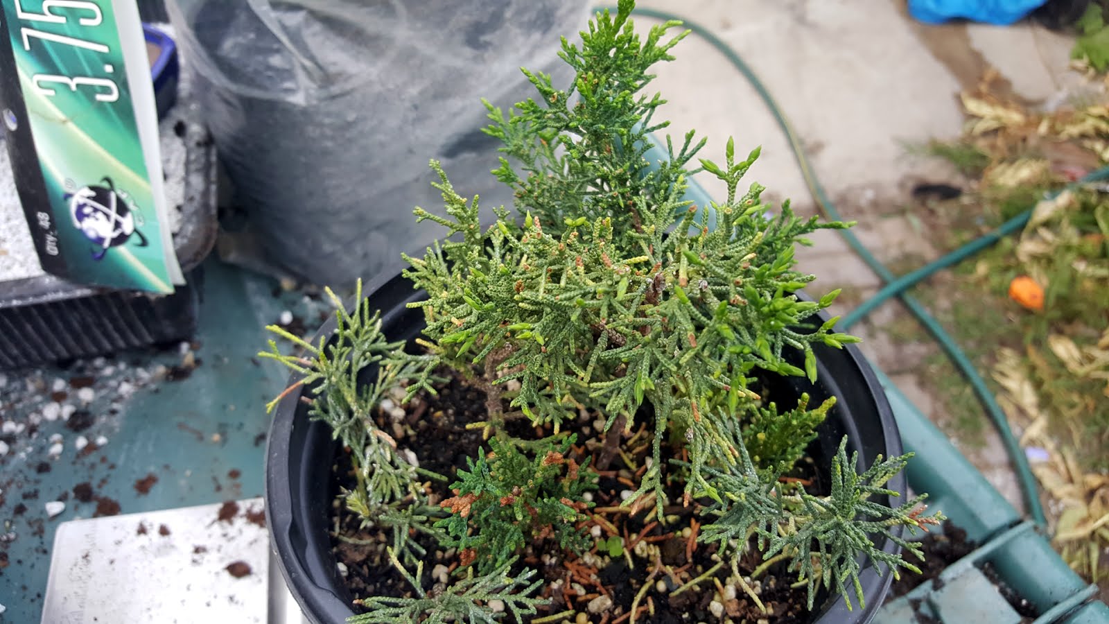 Bonsaimisadventures Juniper cuttings, we were cloning before we knew