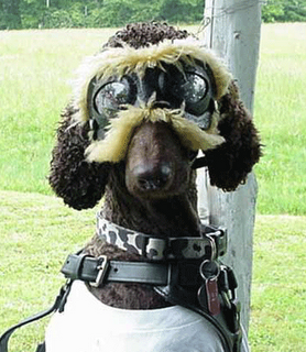 Funny DOG Pictures
