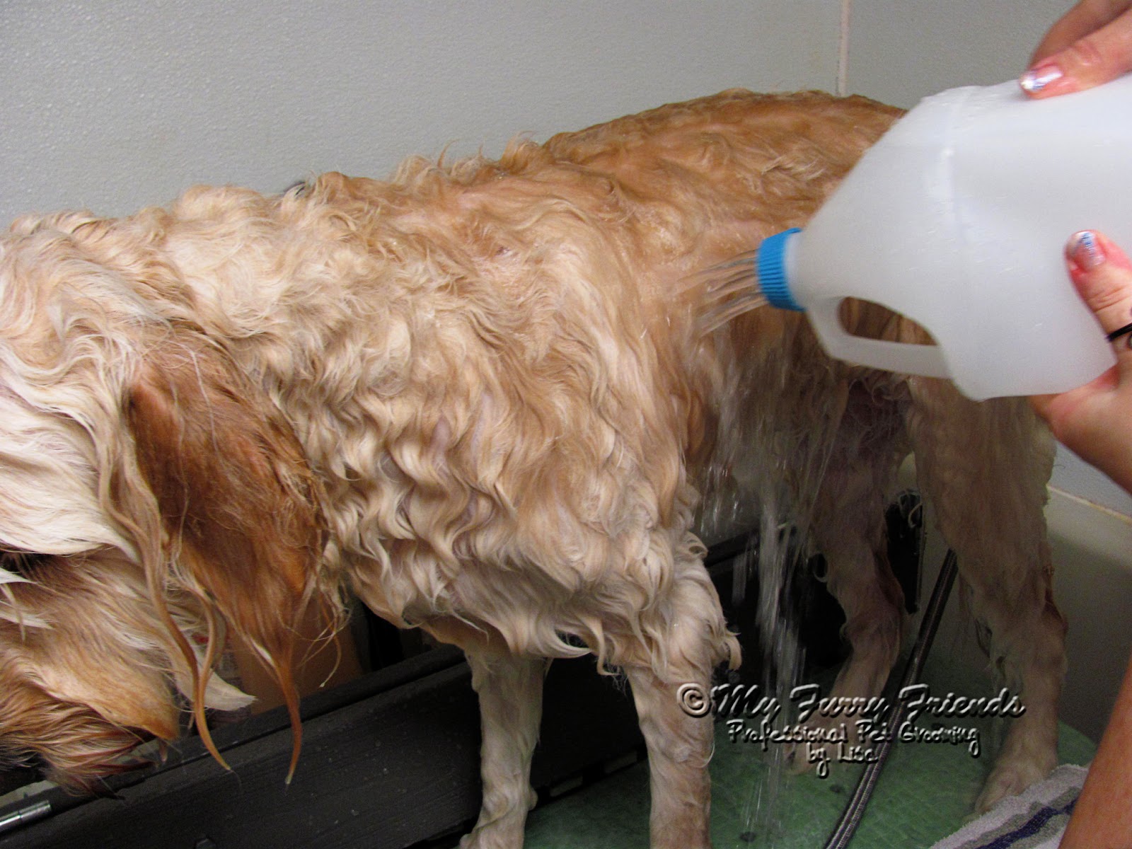 Pet Grooming The Good, The Bad, & The Furry Tuesdays Tip 50 Leaving