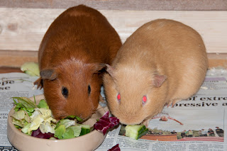 Guinea pigs eating