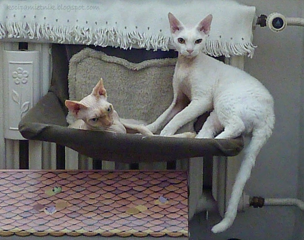 śmieszne koty devon rex
