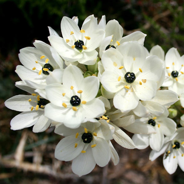 Home Sweet Home Wedding flowers storyboard