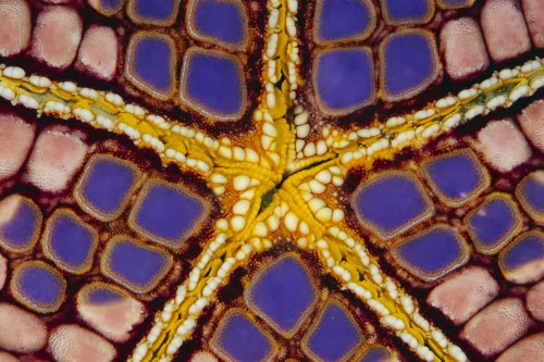 La estrella de mar que parece un mosaico Iconaster+longimanus+estrella+de+mar+mosaico+3