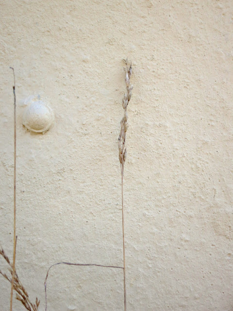 Dessicated grass seed head by garage wall