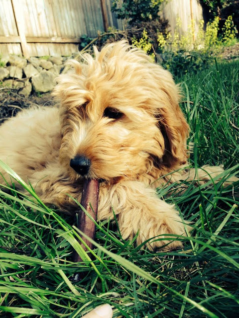 5 Breeds That LOVE To Chew