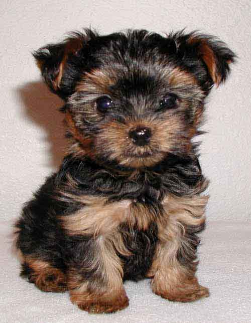 Miniature Yorkshire Terrier Miniature Yorkshire Terrier