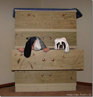 Funny DOG Pictures