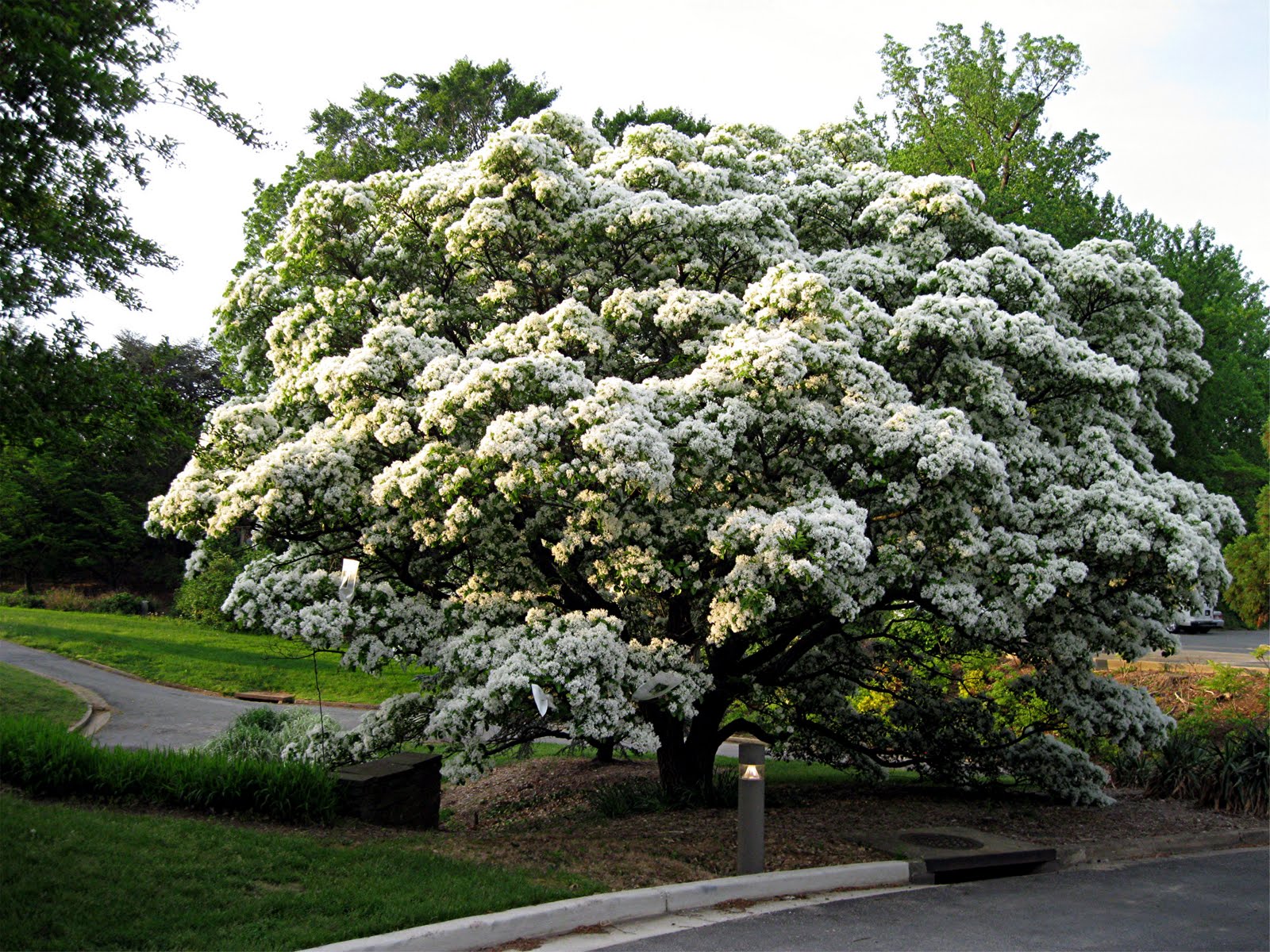 1003 Gardens Chionanthus retusus, the Chinese Fringe Tree.....I got to