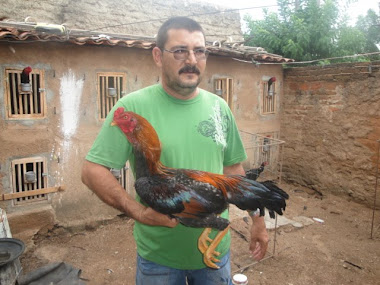 galo de briga incrivelente forte