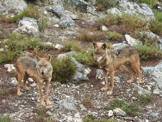 2015-10-06-Robledo%2Bcentro%2Bdel%2BLobo