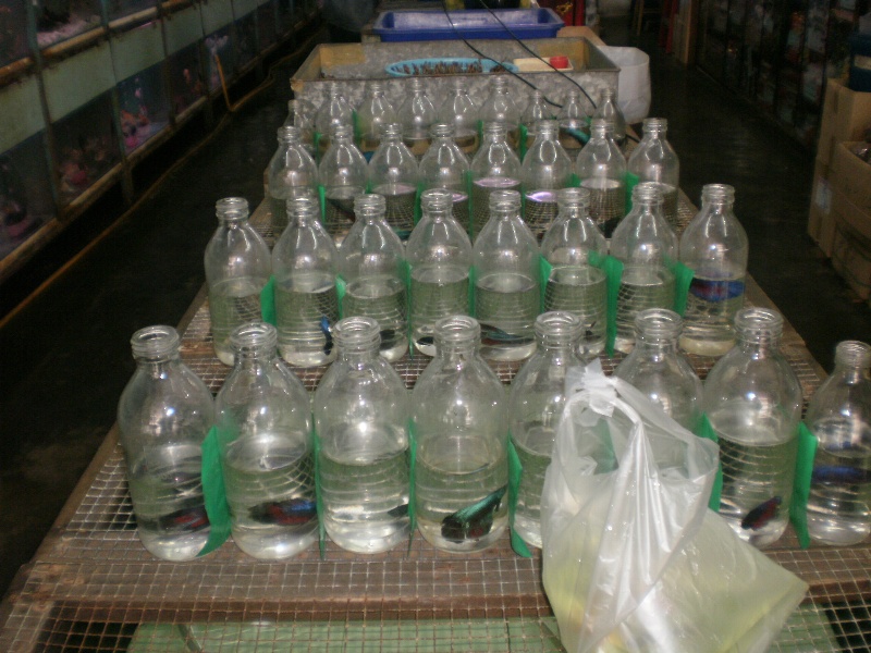 Lukisan Ikan Laga
