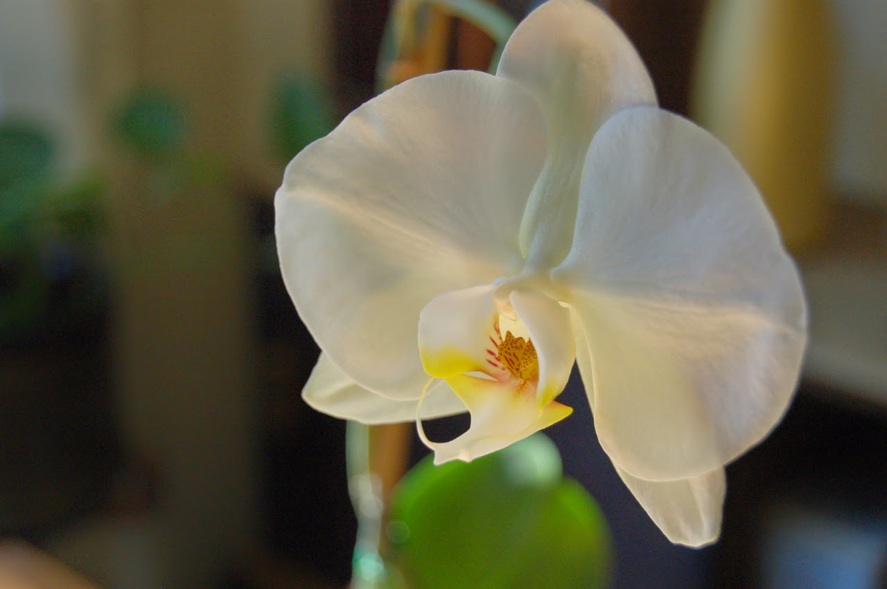 top 28 when an orchid loses its flowers latest page top 28 when an orchid loses its flowers latest page